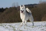 SIBERIAN HUSKY 431